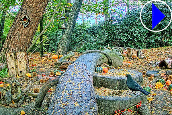forest bird feeder in the netherlands