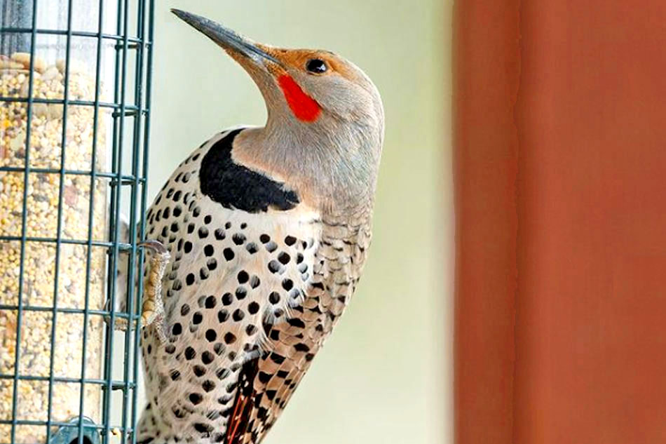 bird feeder in illinois