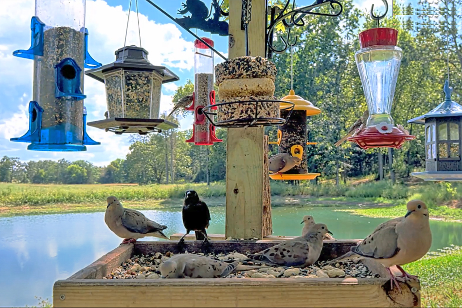 bird feeder in ozarks missouri