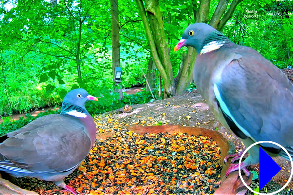 bird feeder in munsterland