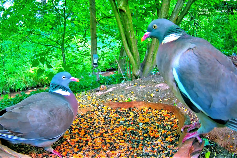 two wood pigeons at a feeder