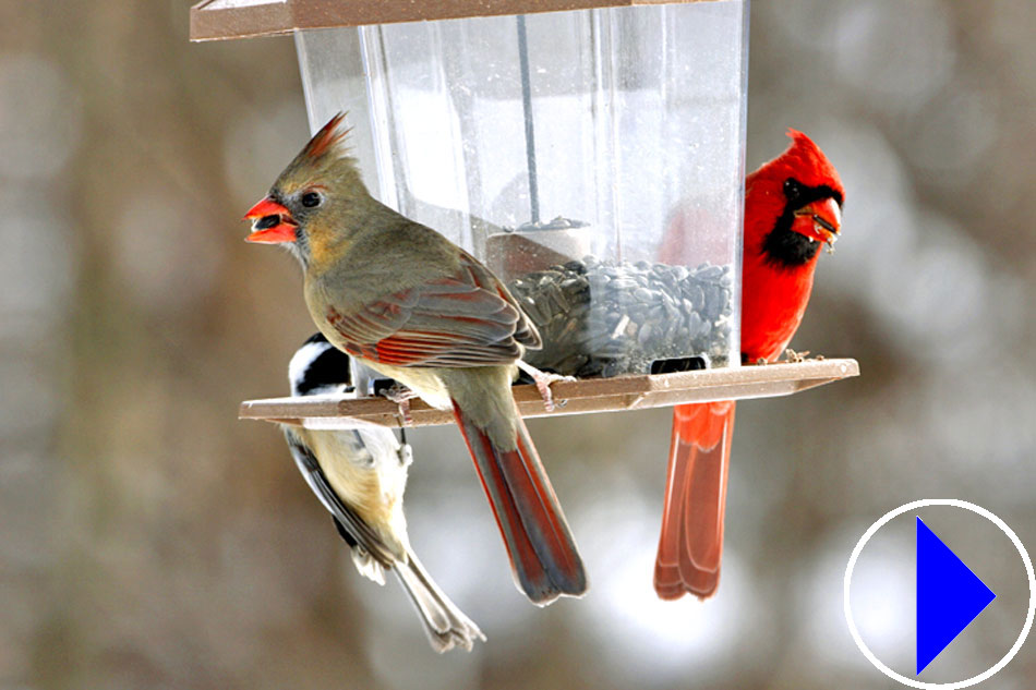 cardinal birds at a feeder