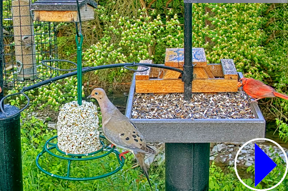 bird feeder in ohio