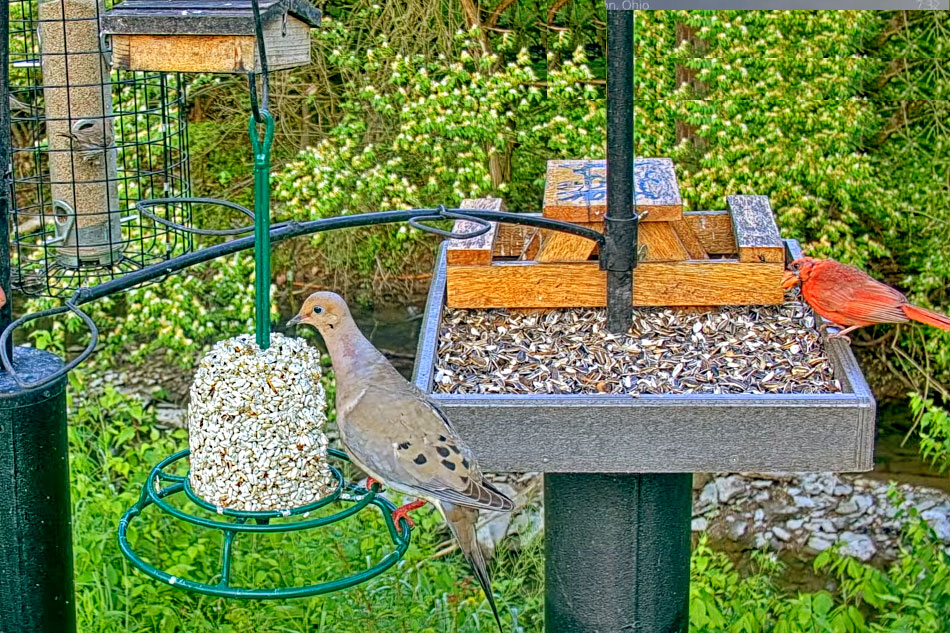 bird feeder in ohio