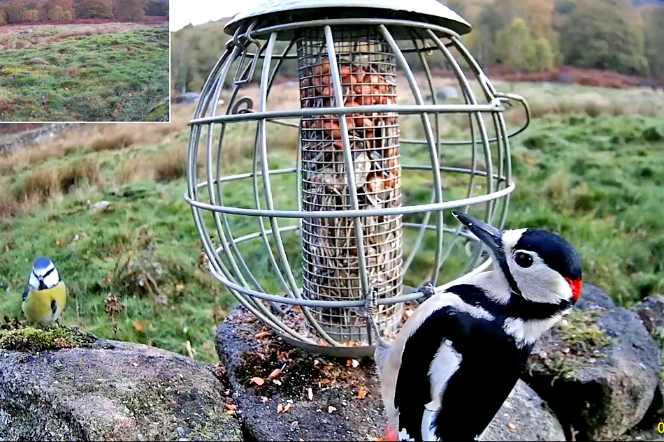 birds at a feeder in the peak district derbyshire
