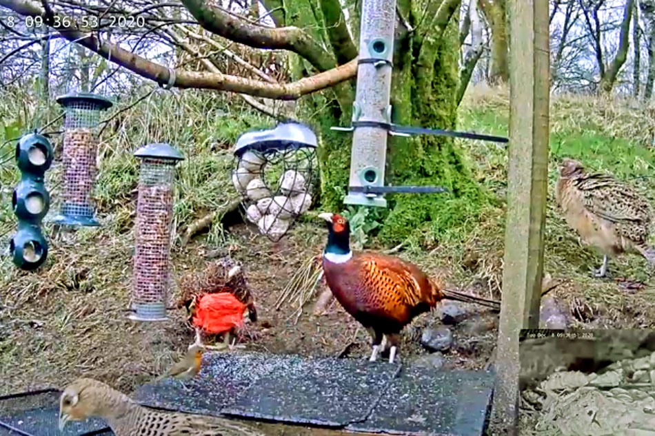 bird feeder in scotland