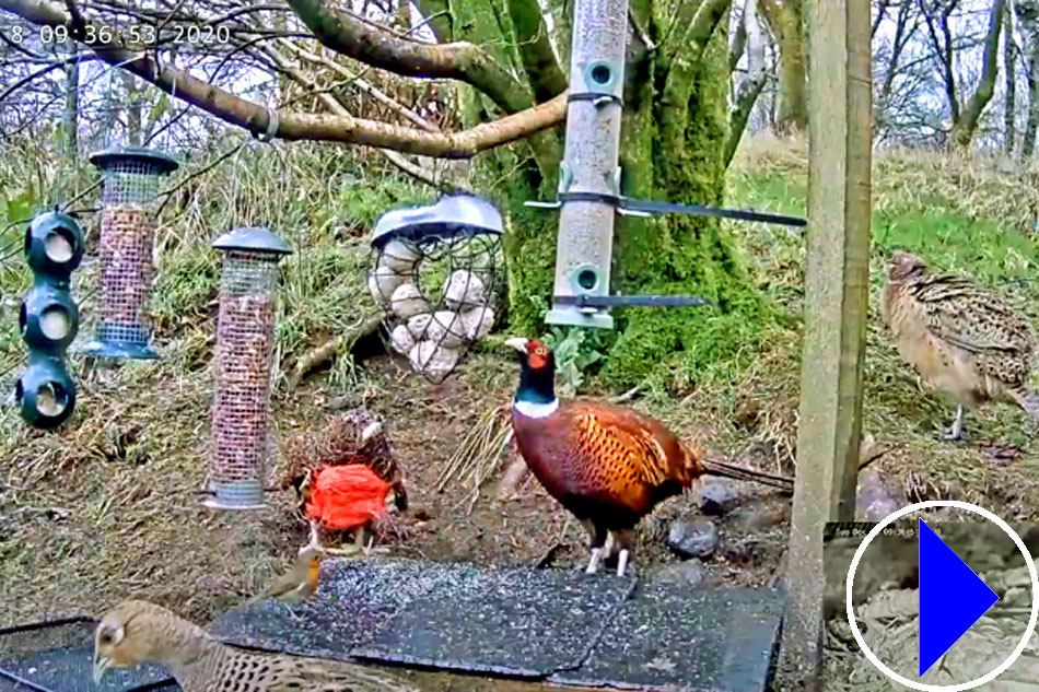 bird feeder in scotland