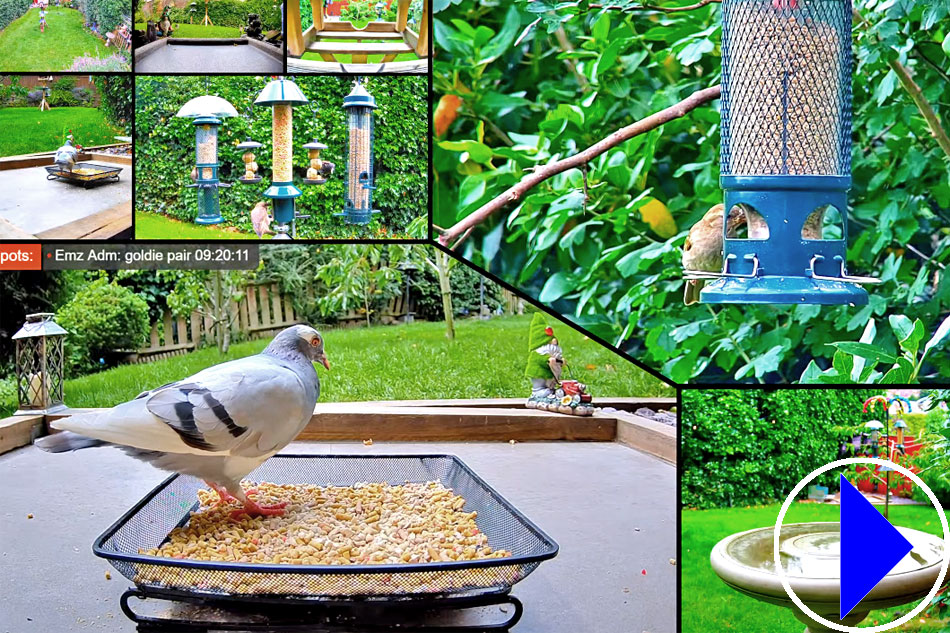 garden bird feeders