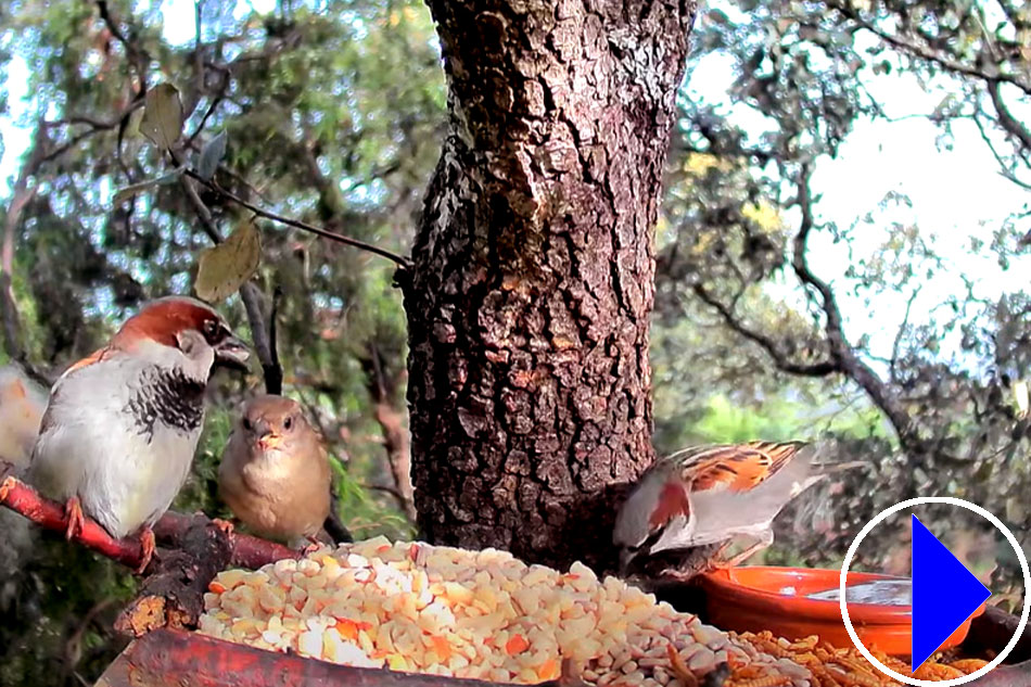 birds at a feeder in spain