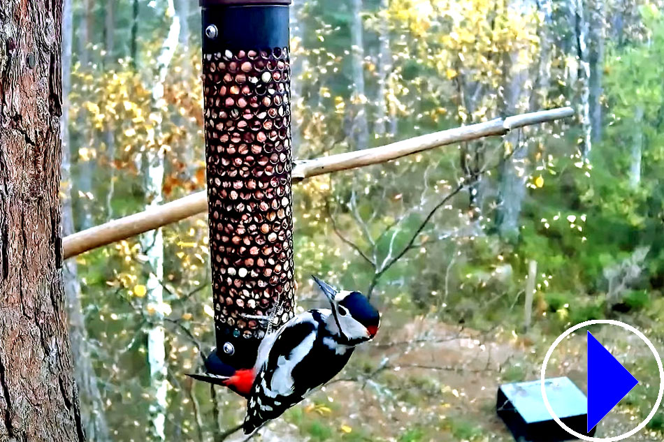 magpie at a feeder