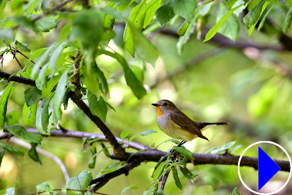 songbird in a forest