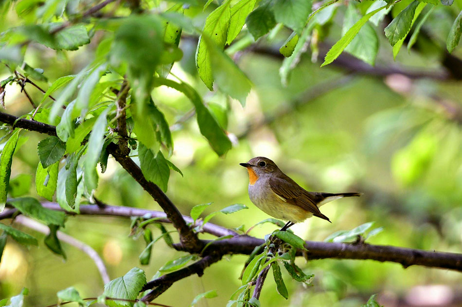 songbird in a forest