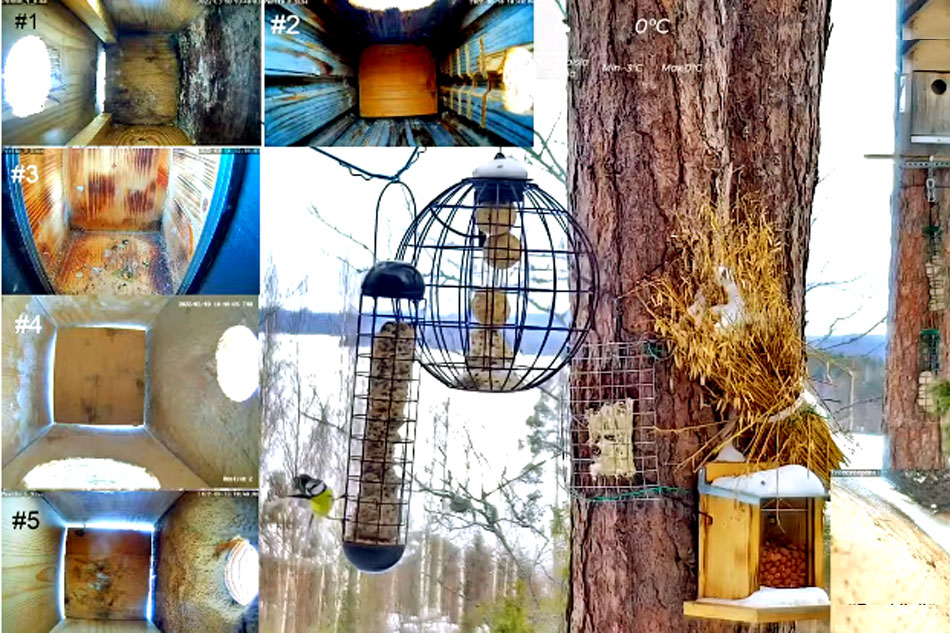 nest boxes and feeder in finland