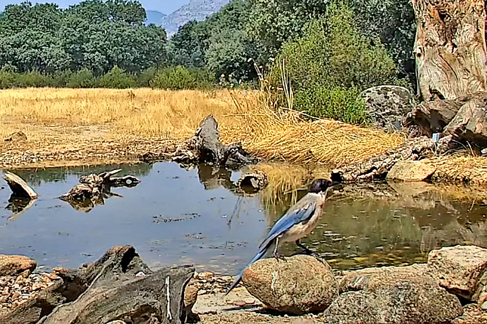 rural bird pond near madrid