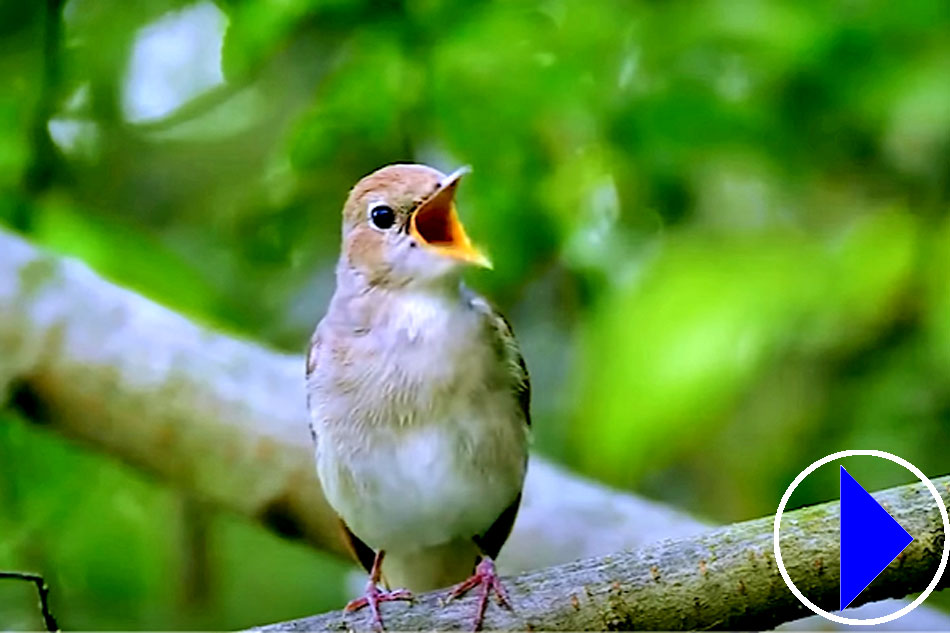 bird singing