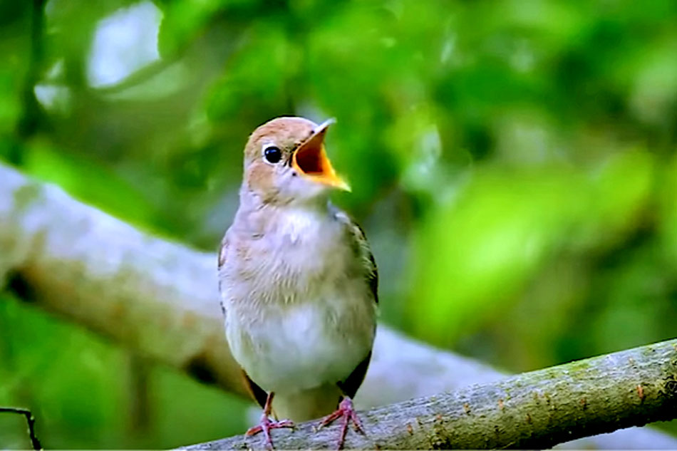 Bird sounds. Singing nightingale. Amazing bird song 