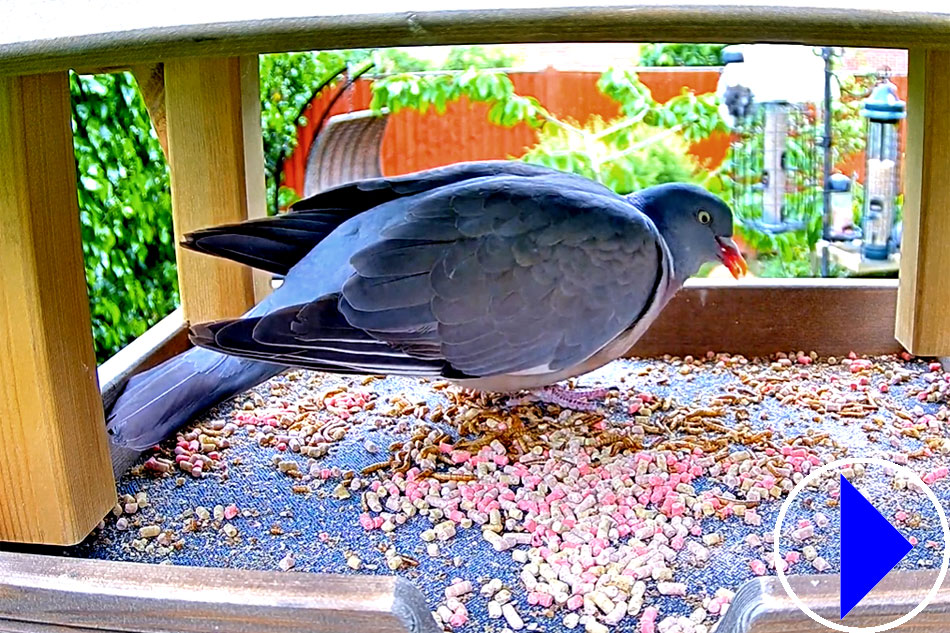 pigeon at a bird table