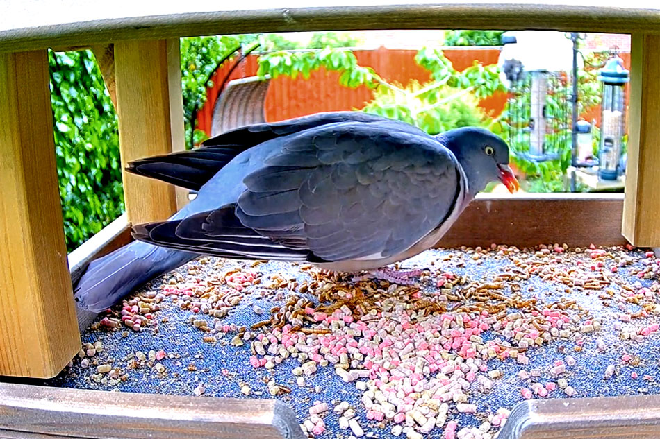 pigeon at a bird table