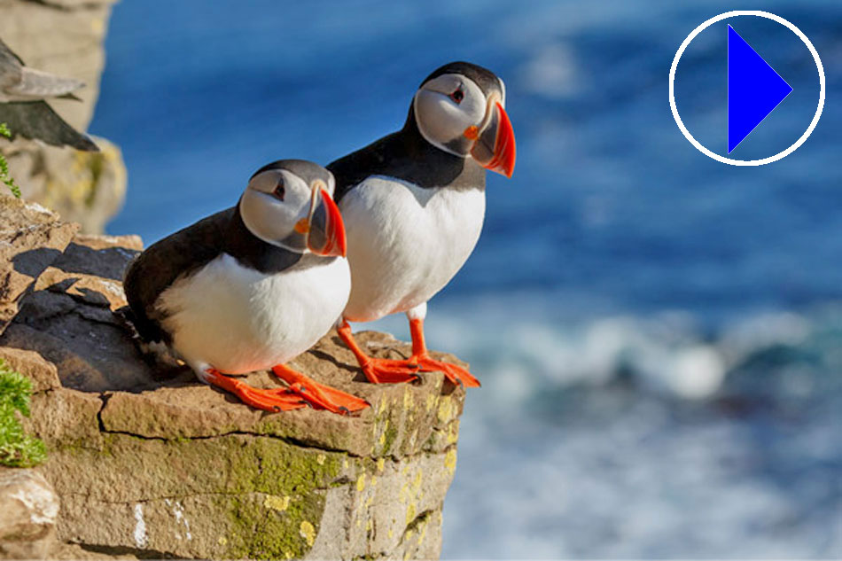 Puffins on a ledge