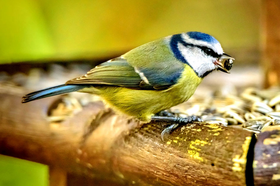 Blue Tit