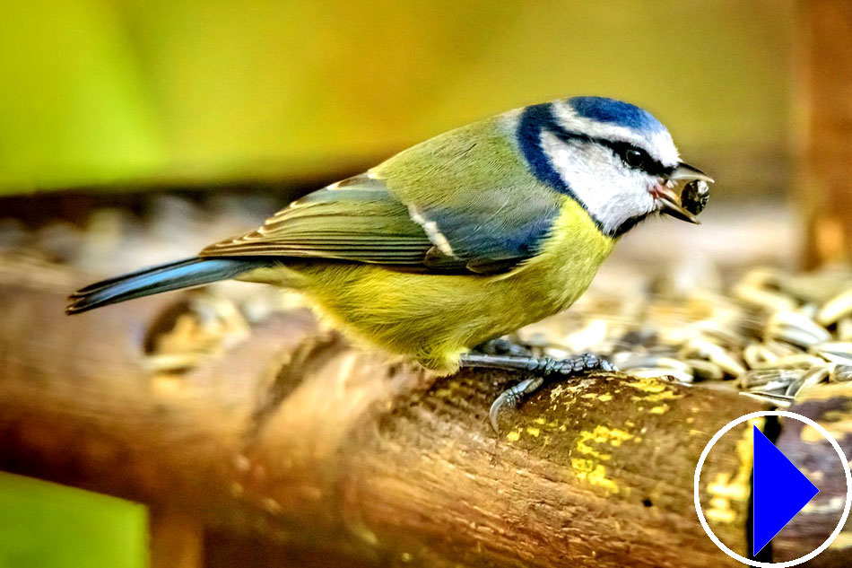 blue and yellow coloured tit
