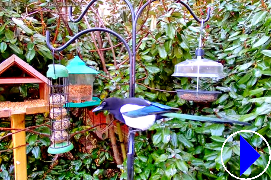 magpie visiting a bird feeder