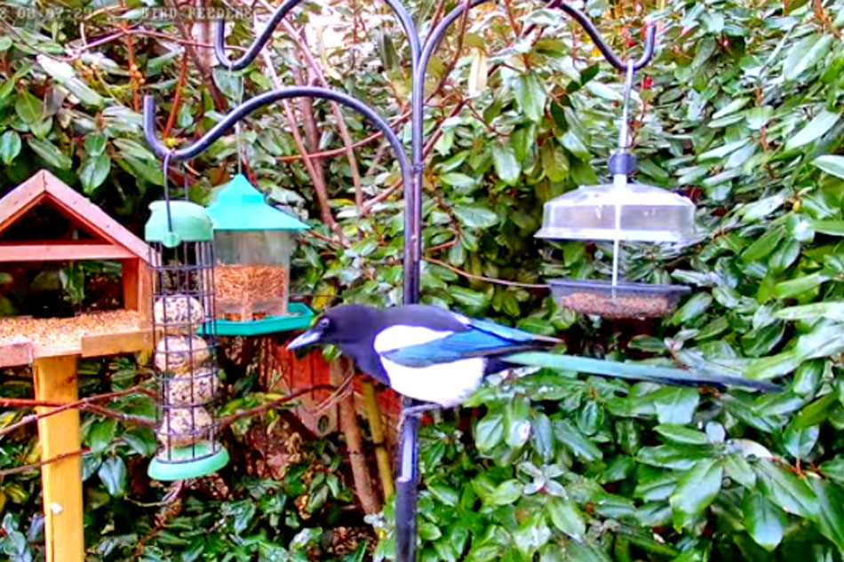 magpie at a bird feeder
