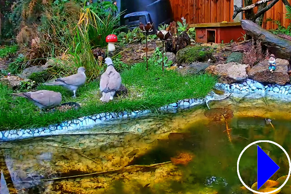 garden bird feeder in lincolnshire