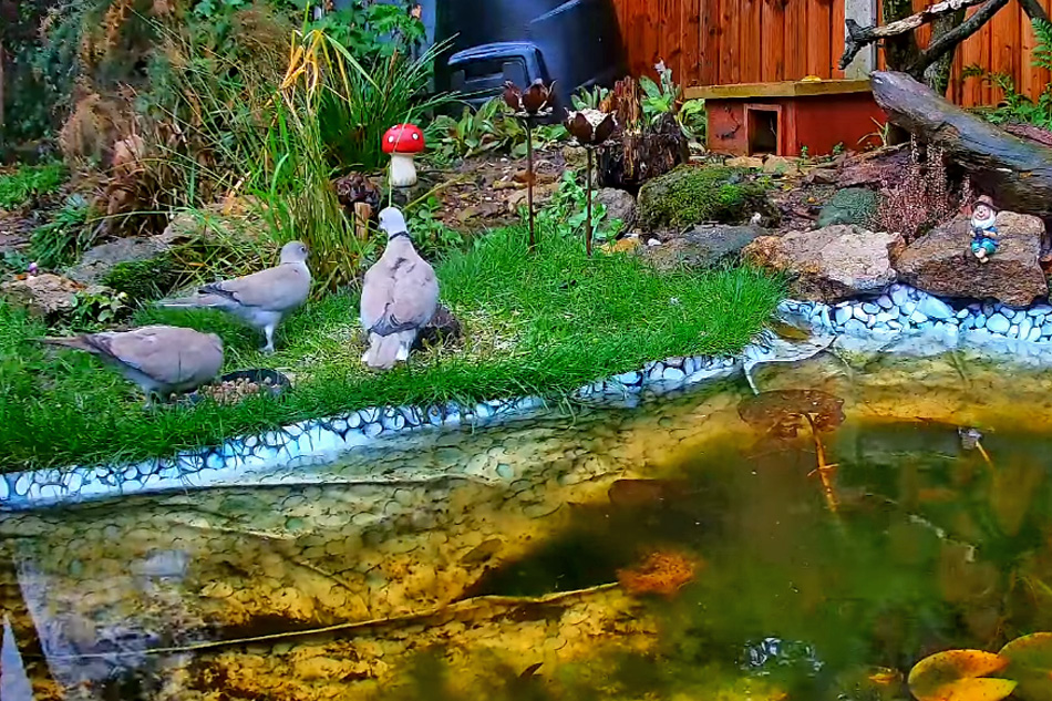 bird feeder in lincolnshire