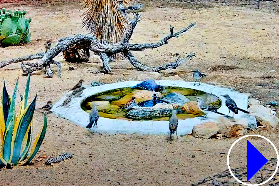 birds in the mojave desert