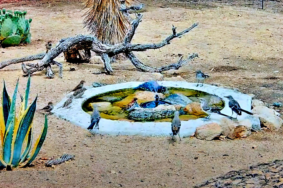waterhole in the mojave desert