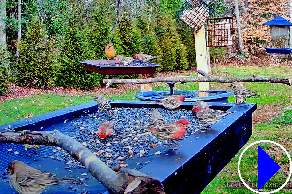 bird feeder in north carolina