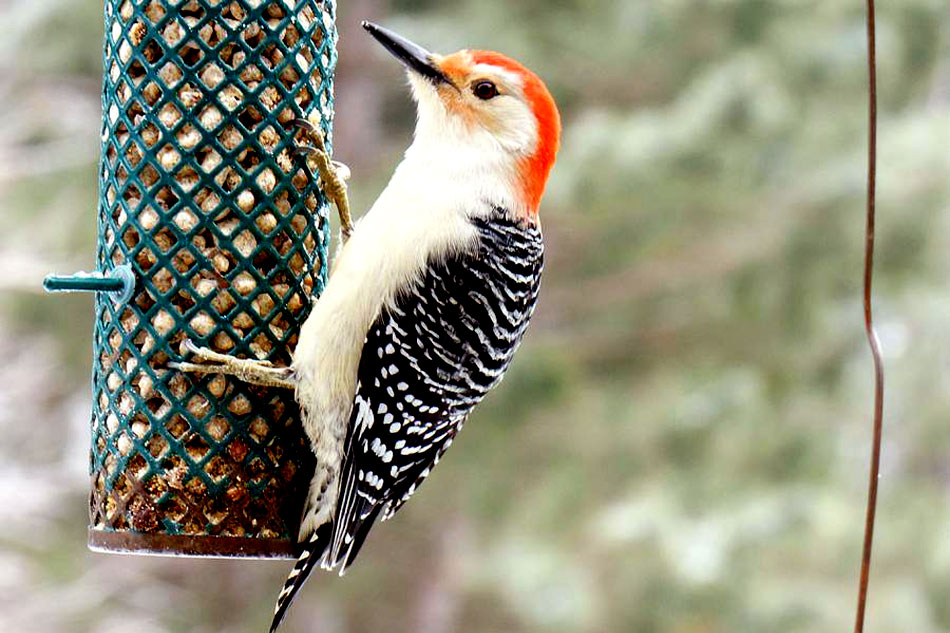 red bellied woodpecker