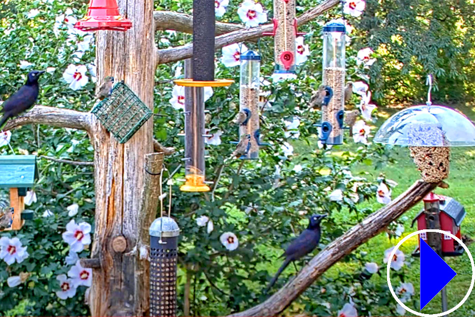 bird feeder in pennsylvania