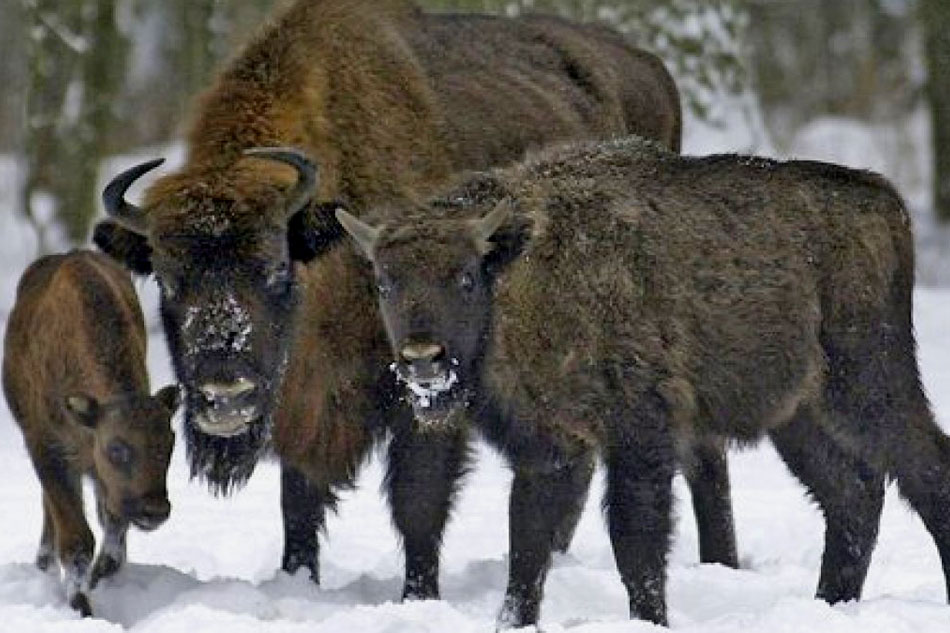 european bison in the snow