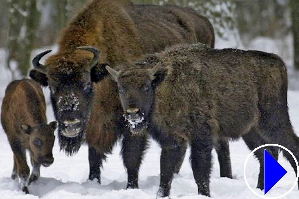 european bison in the snow