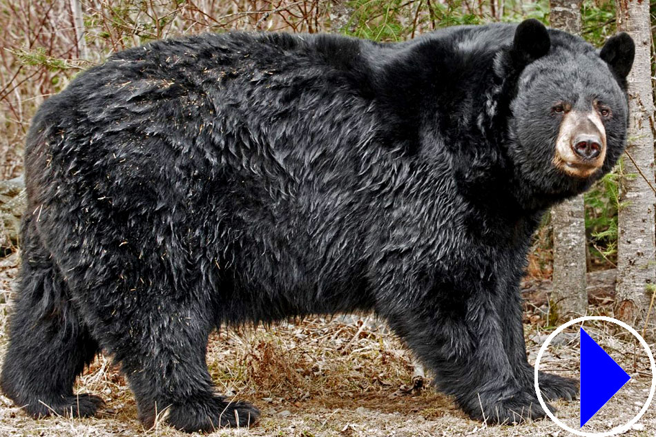 large black bear