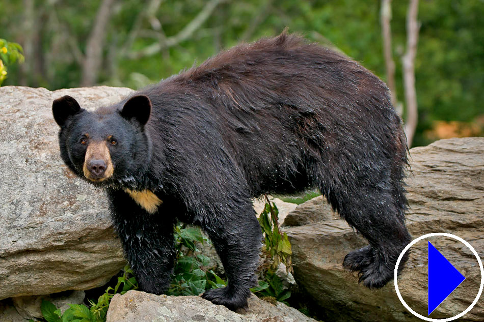 black bear at oakland zoo