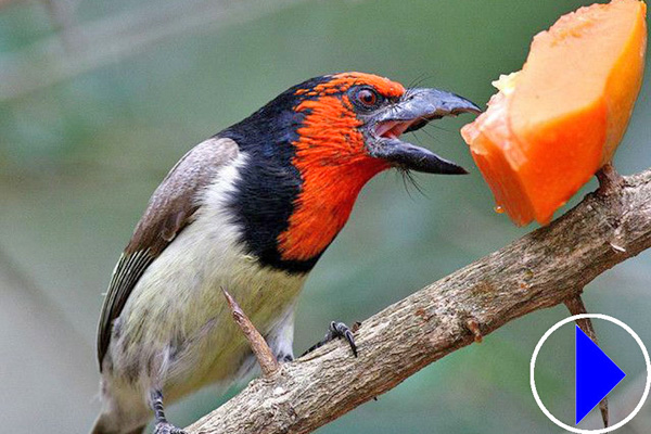 black collared barbet