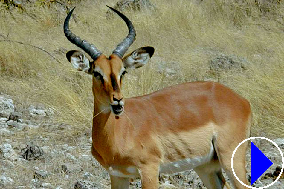 black faced impala
