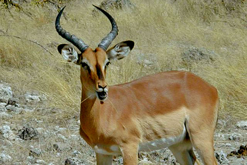 black faced impala