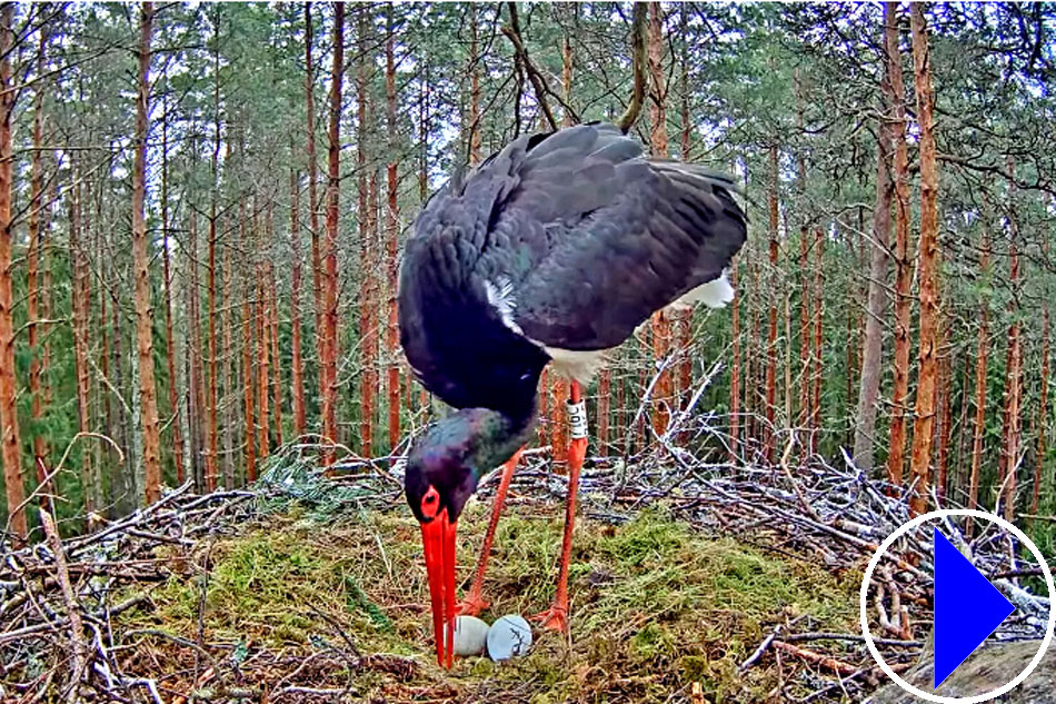 black stork with eggs