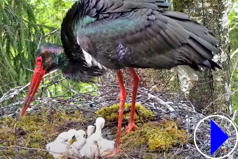 black stork with chicks