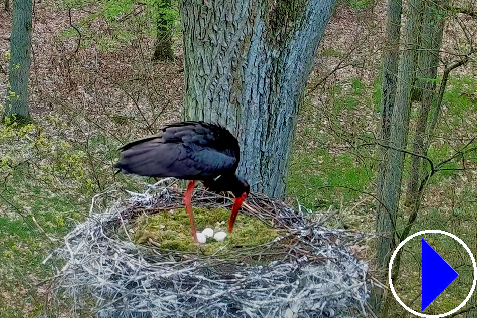 black stork nesting in poland