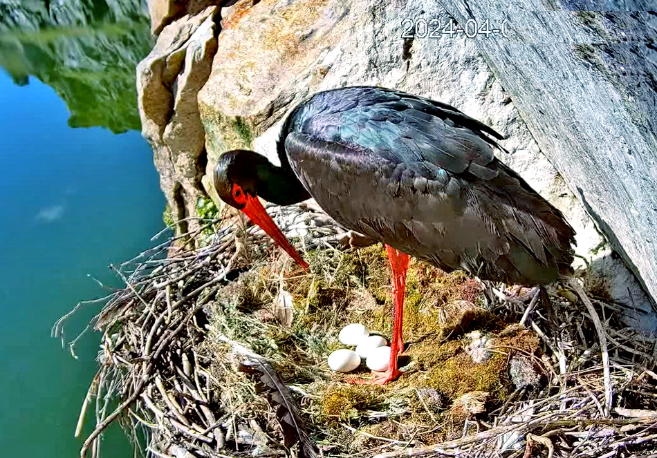 black stork on a nest in spain