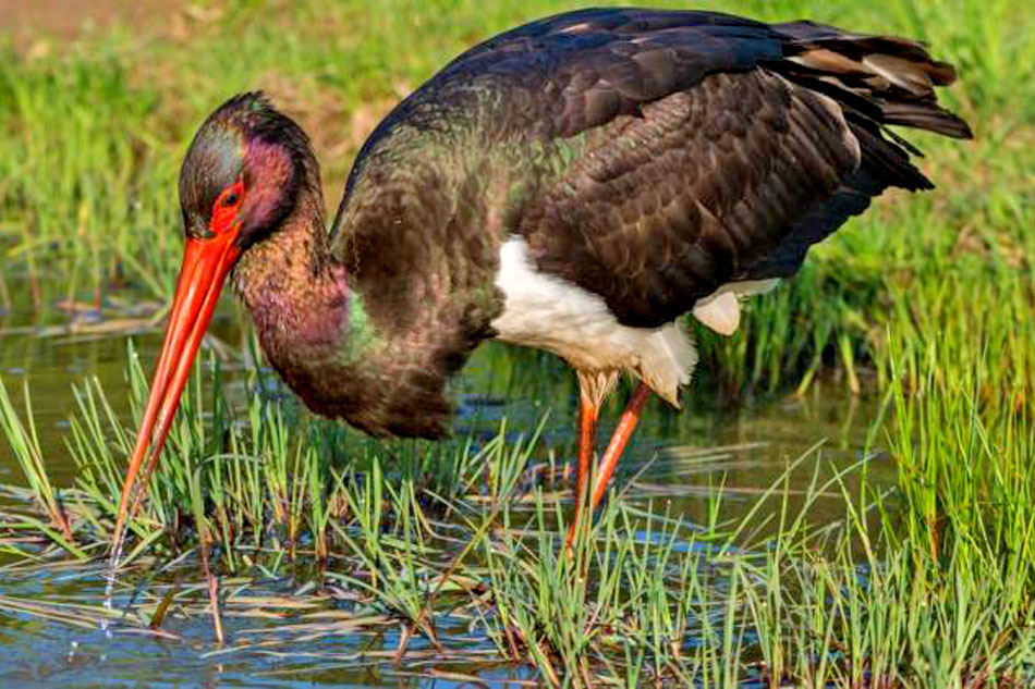 Black Stork Wading