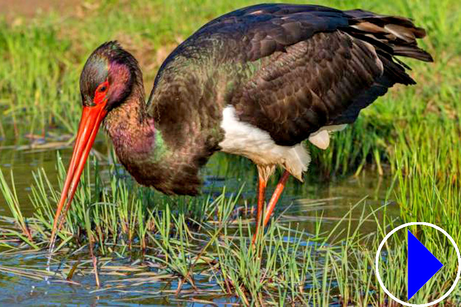 black stork