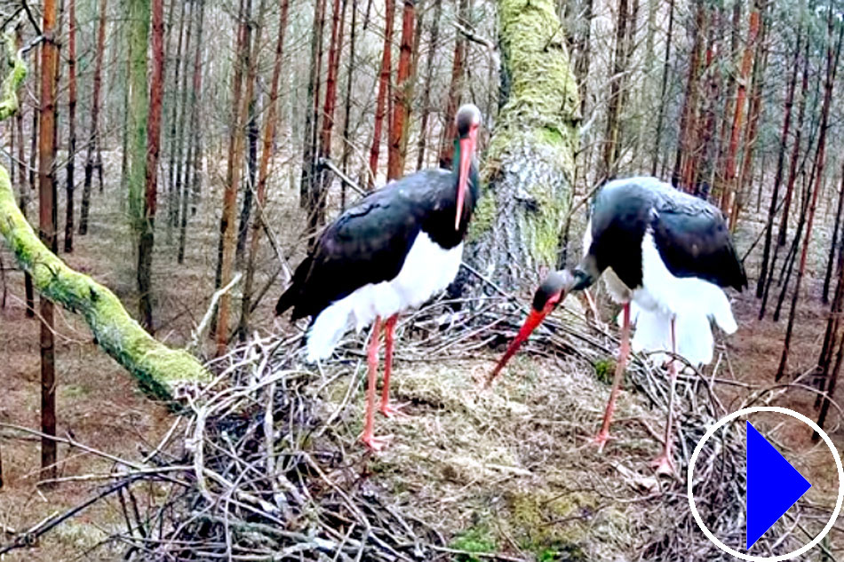 black storks on a nest