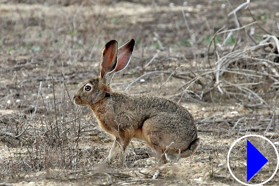 black tailed jackrabbit