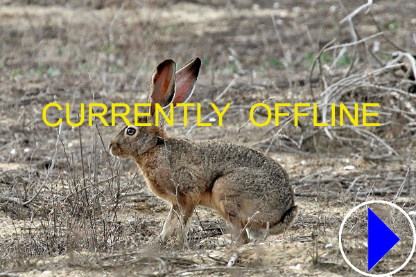 black tailed jackrabbit